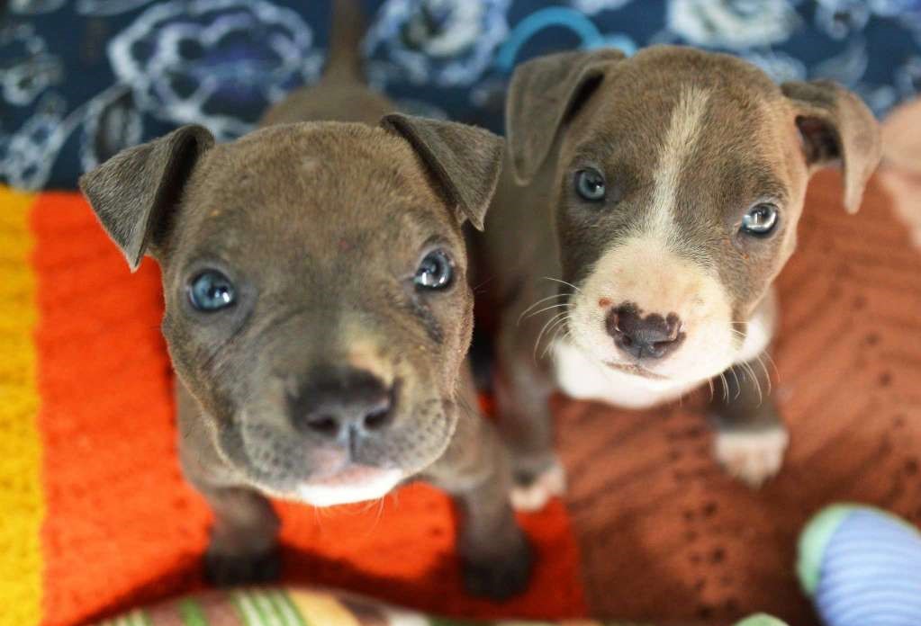 puppies looking up at their foster parents